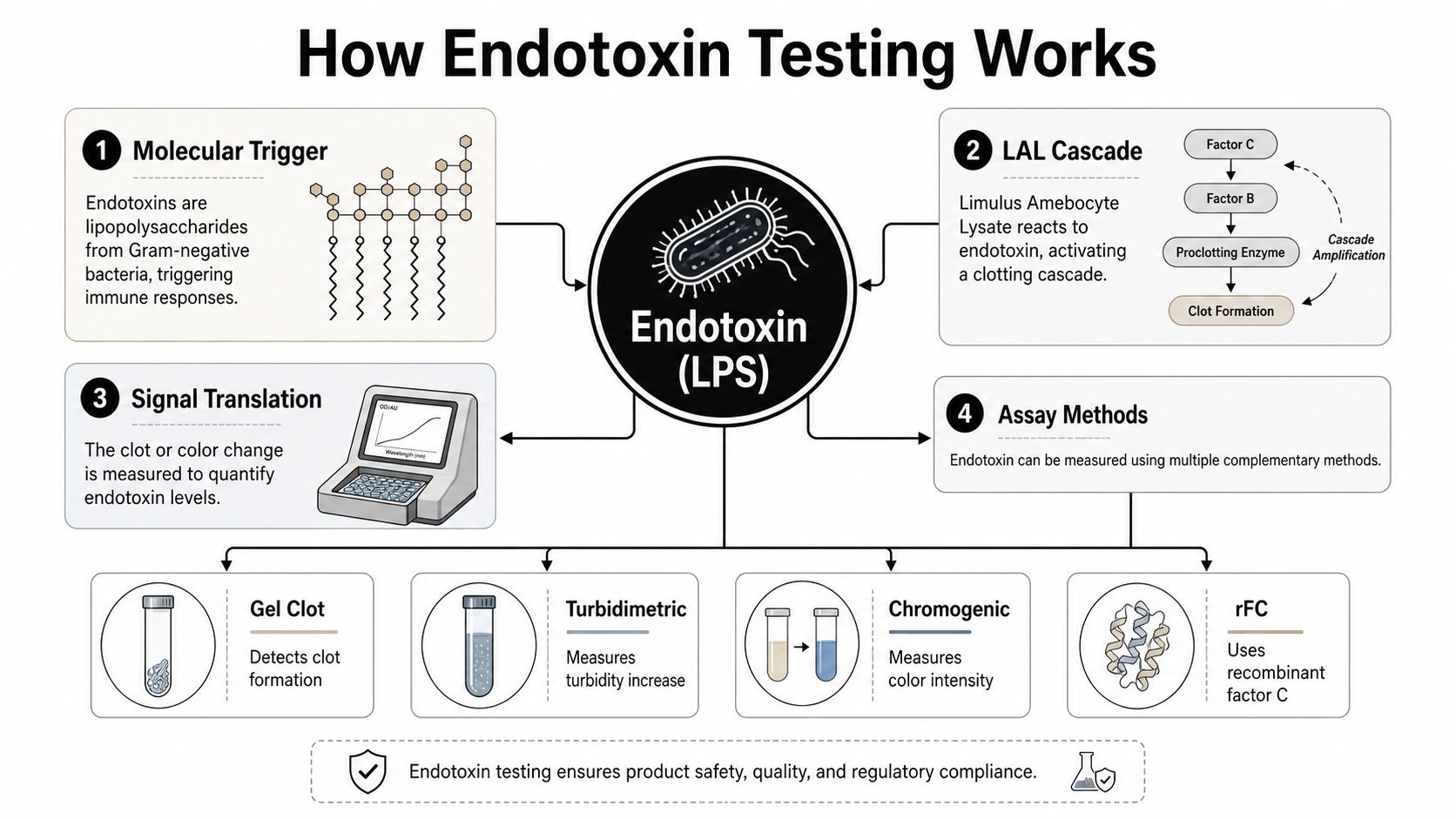 An infographic titled How Endotoxin Testing Works, explaining the LAL cascade, signal translation, and various assay methods.